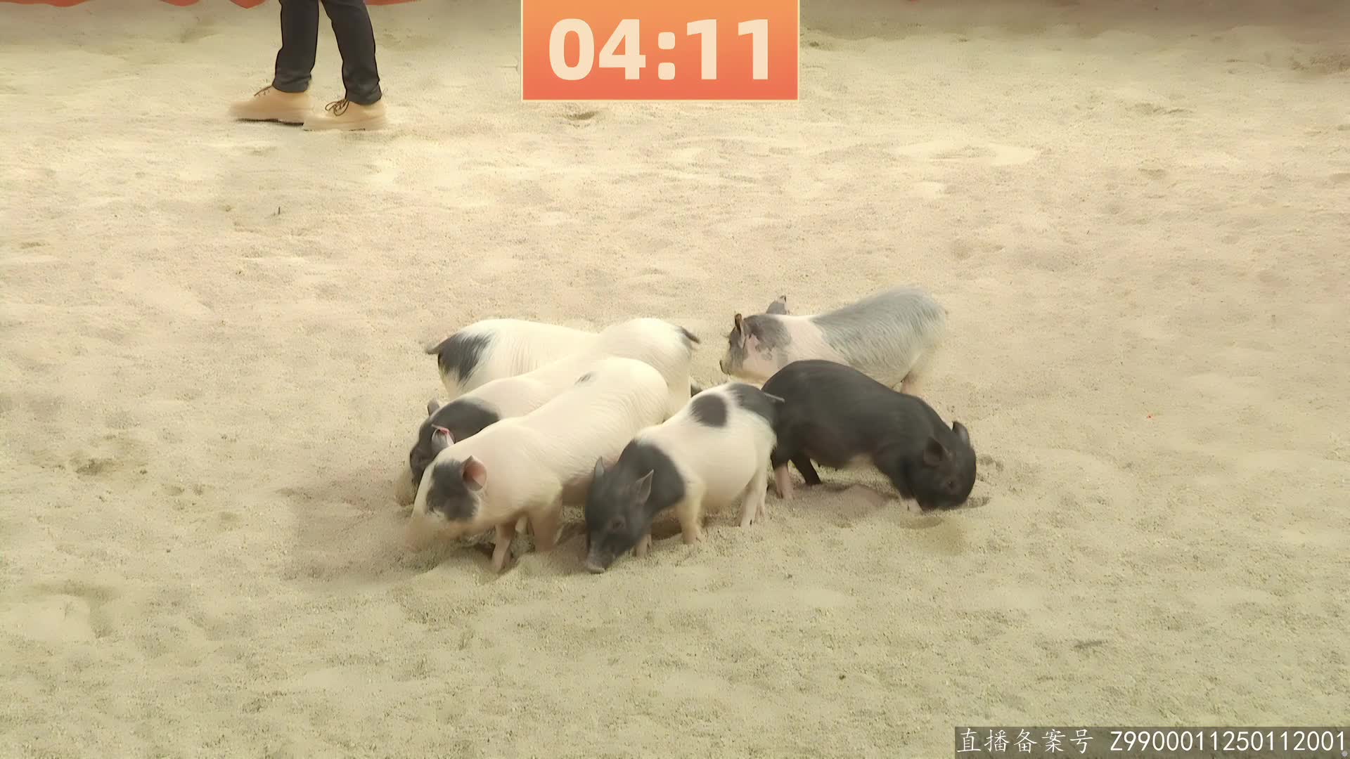 健身药水单挑大猪，狂魔欢乐与猪共舞！