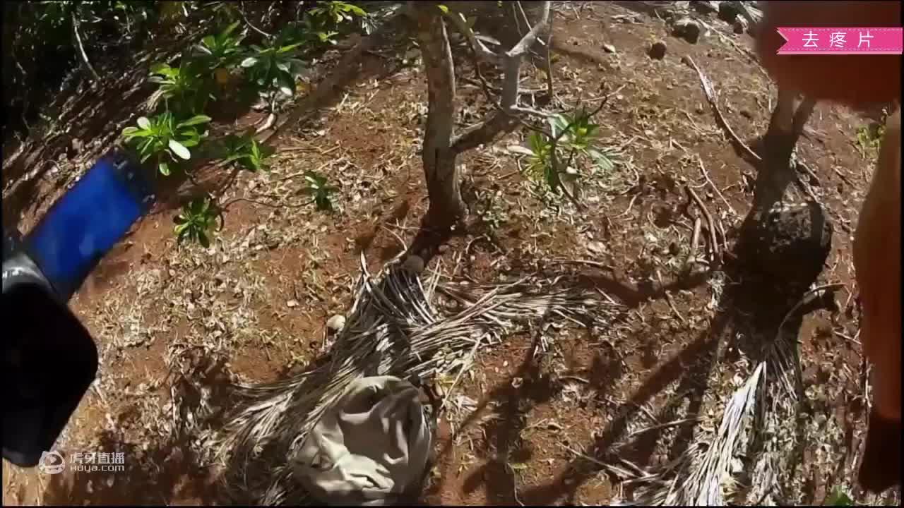 荒野挨饿德