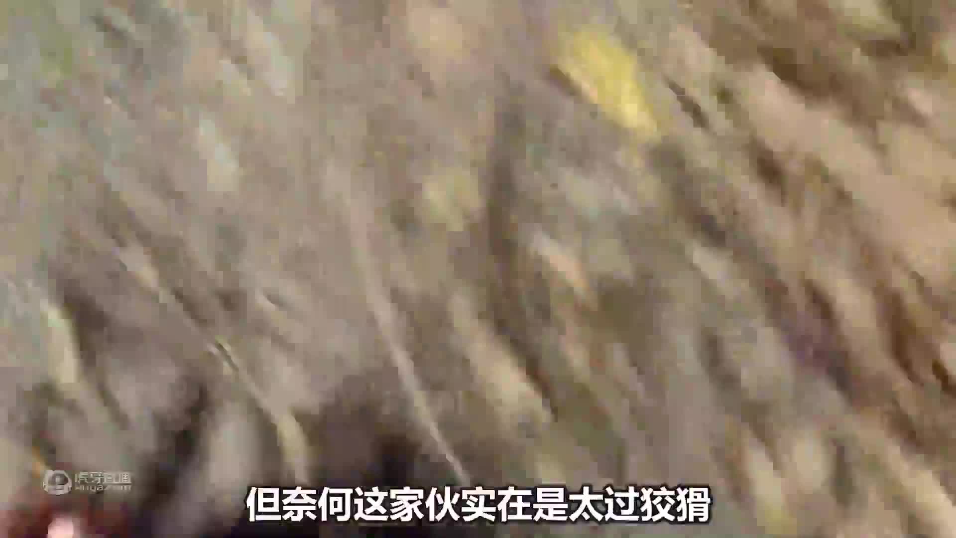男女搭档在野外求生，坚持21天就成功，怎料时间才过一半2人就崩溃了