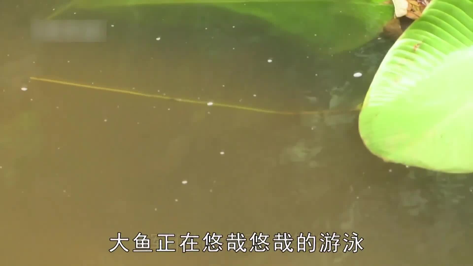 求生1+1