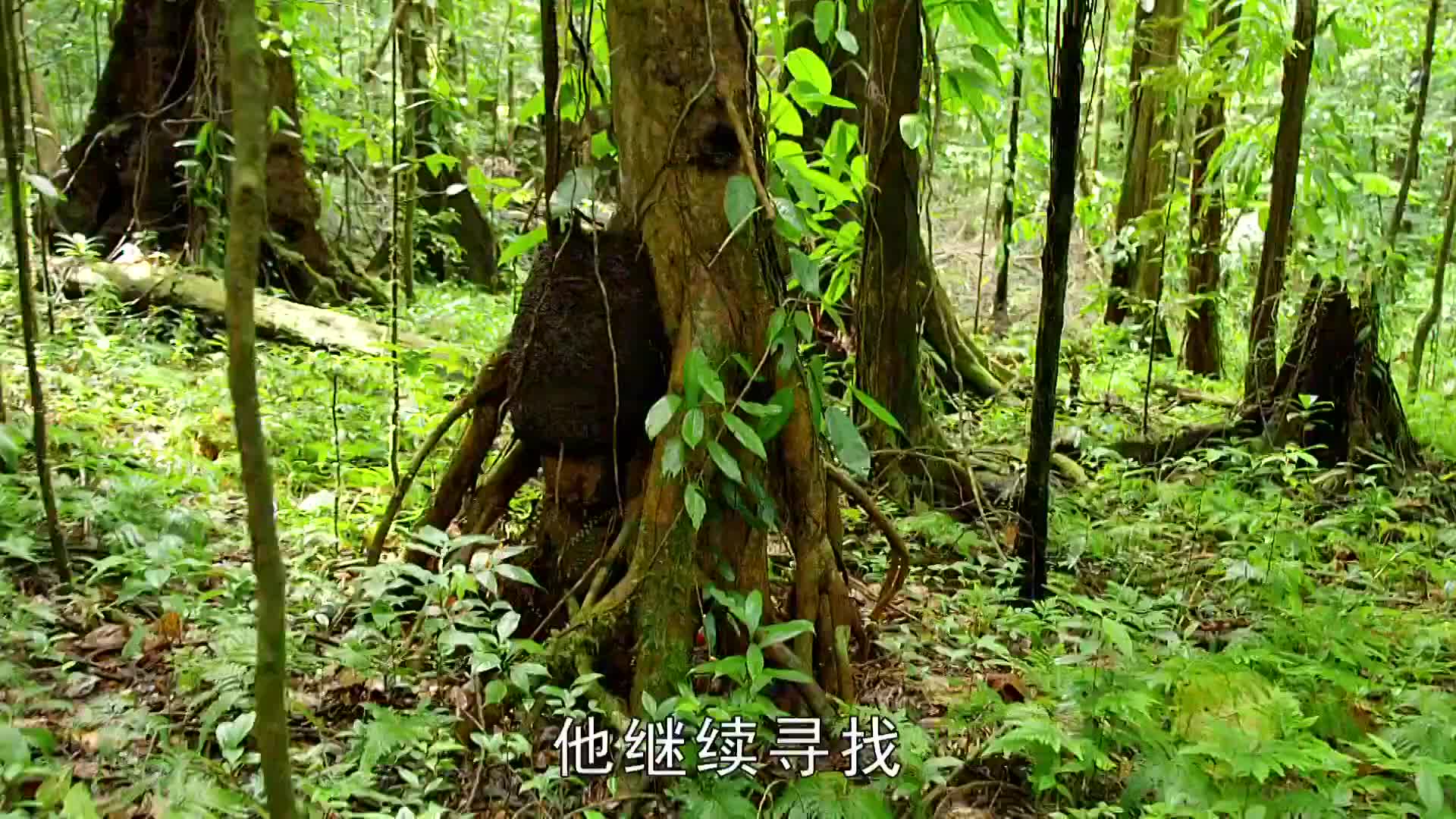 求生1+1