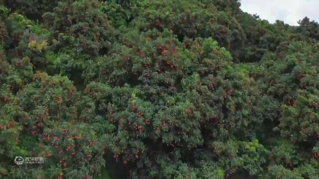 欢迎来到最美增城的直播间