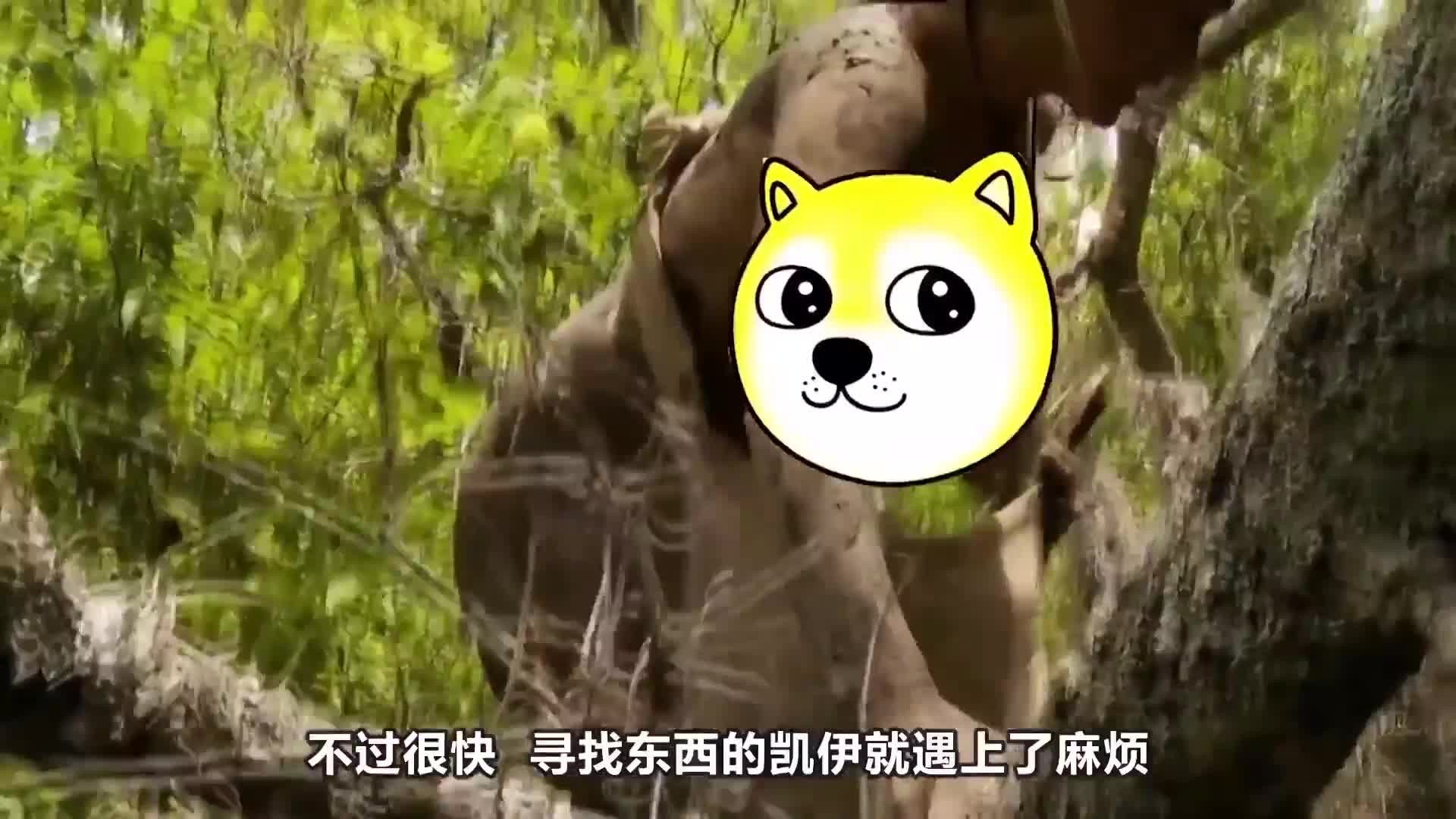 荒野1+1，生存挑战变相亲节目？