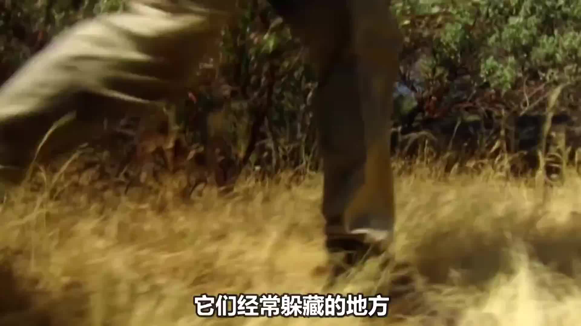 第一季05超硬核“美食”節目，貝爺被困河谷，2天沒吃東西的他從水裡抓了條小蛇就咬