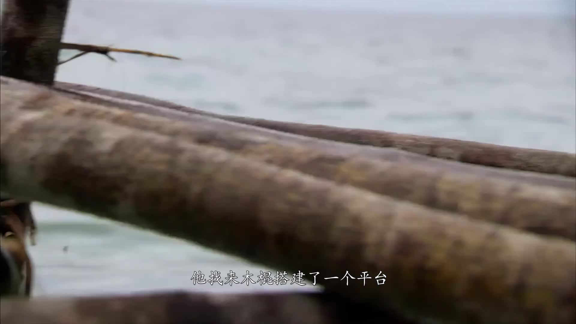 贝爷马来群岛这只澳洲大龙虾竟然会倒立疾跑