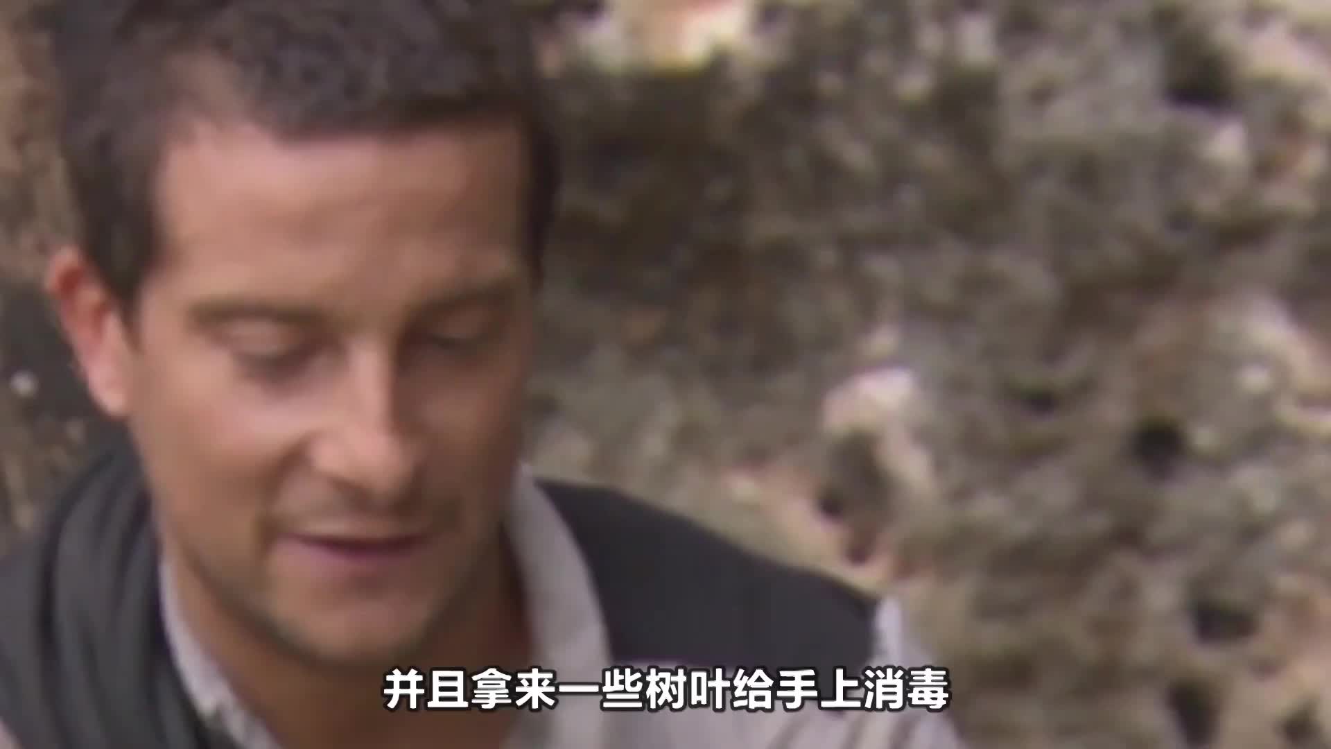 【贝爷全明星】贝爷要带橄榄球巨星来点刺激的，为了鳄鱼肉，2人直接徒手抓鳄鱼
