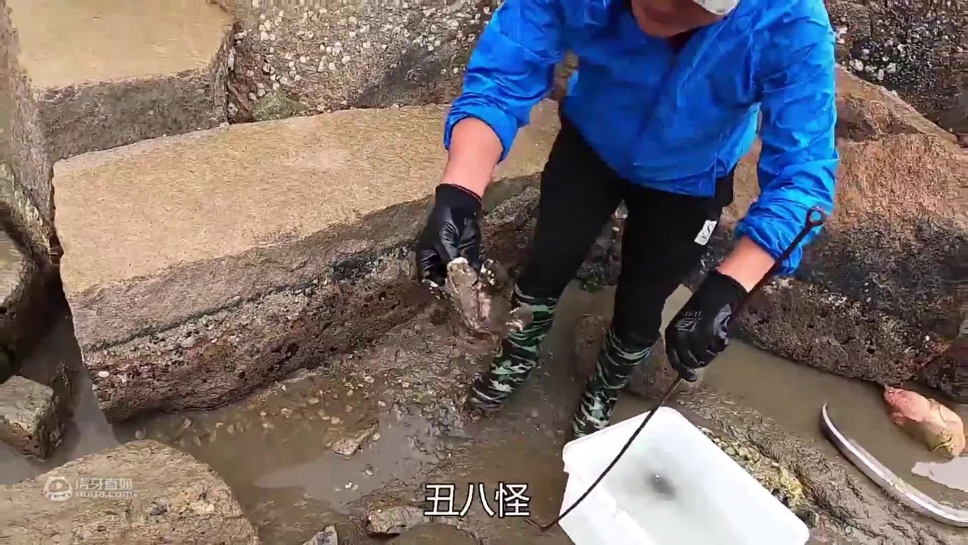 欢迎来到吴哥赶海的直播间