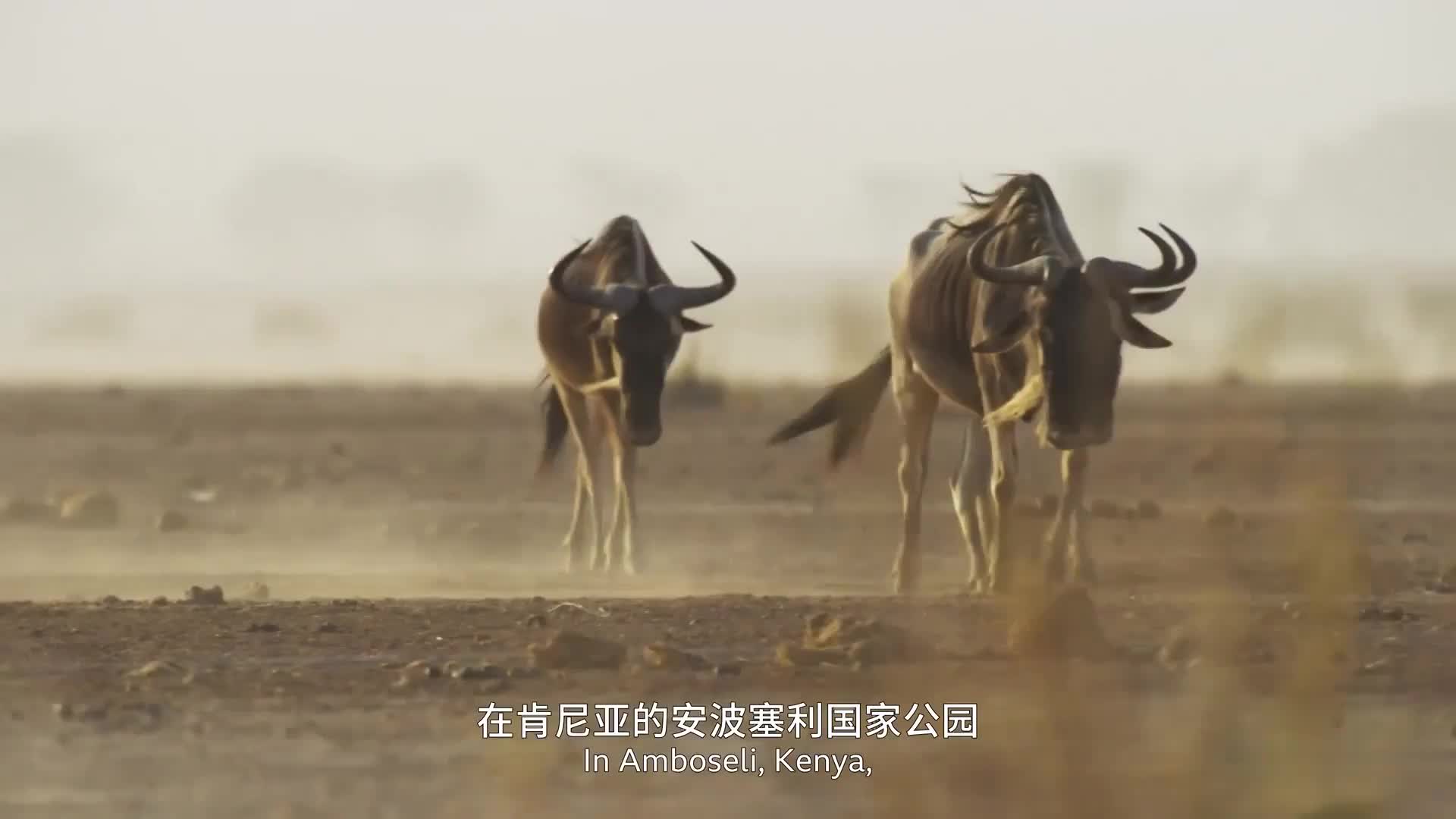 地球脉动3 史诗级纪录片