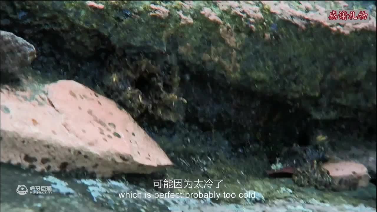 荒野挨饿德三天饿九顿