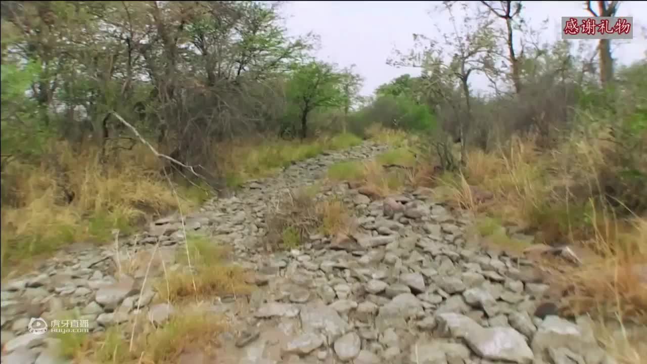 荒野挨饿德三天饿九顿
