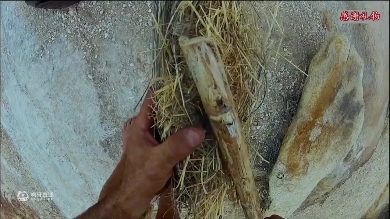 荒野挨饿德三天饿九顿