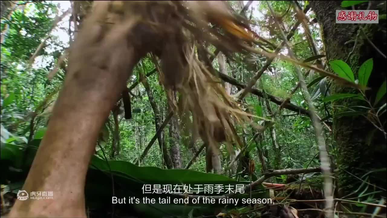 荒野挨饿德三天饿九顿