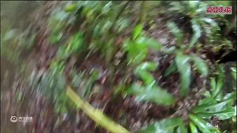 39為菜體育直播_39為菜視頻直播 - 虎牙直播