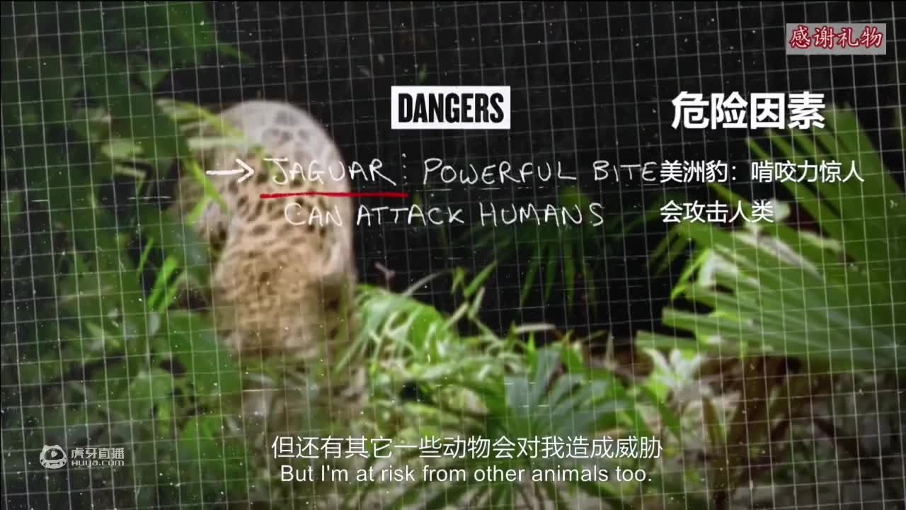 荒野挨饿德三天饿九顿