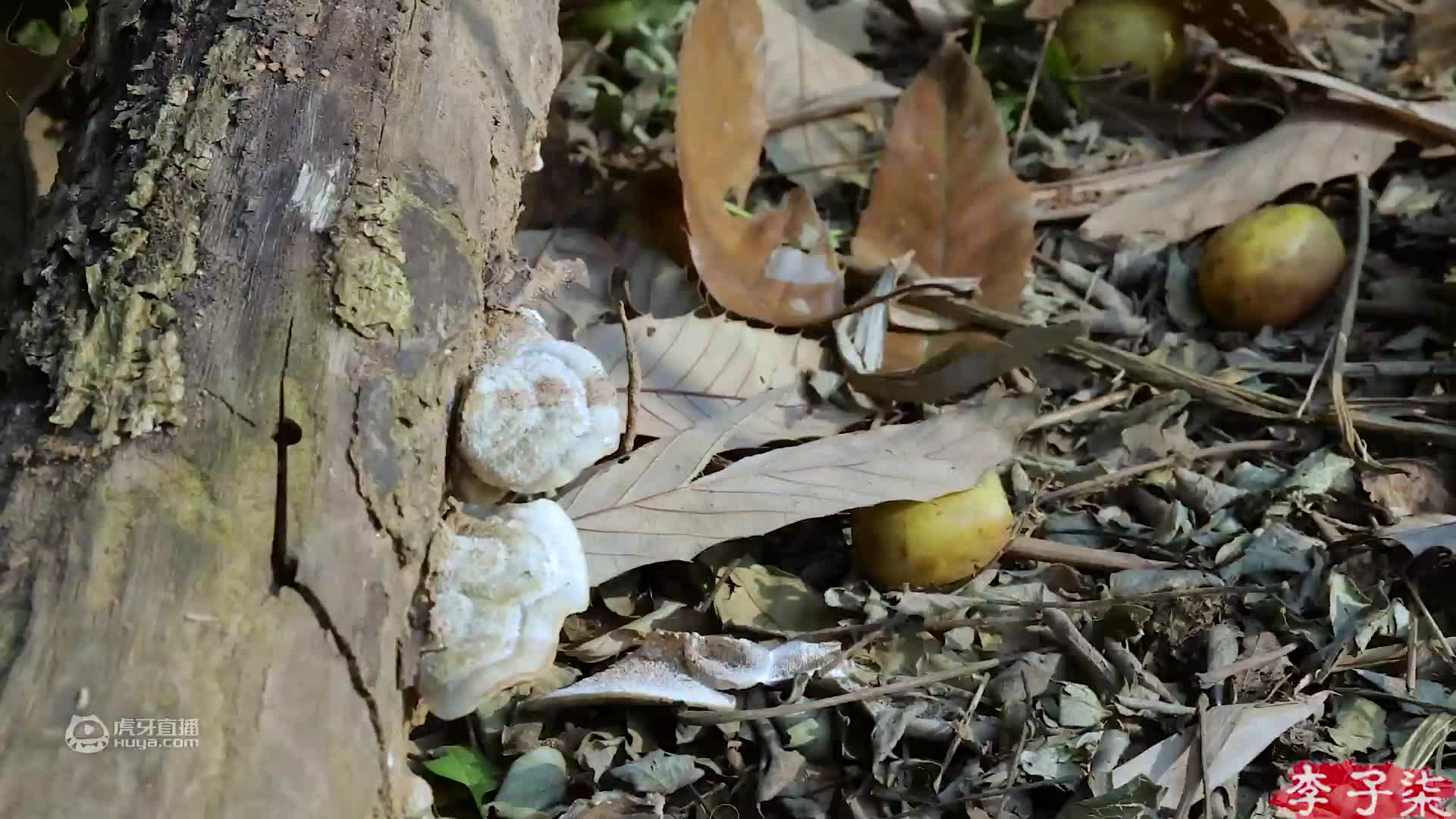 当腊味煲仔饭遇上胡椒猪肚鸡，你又以为有故事？还是没有！