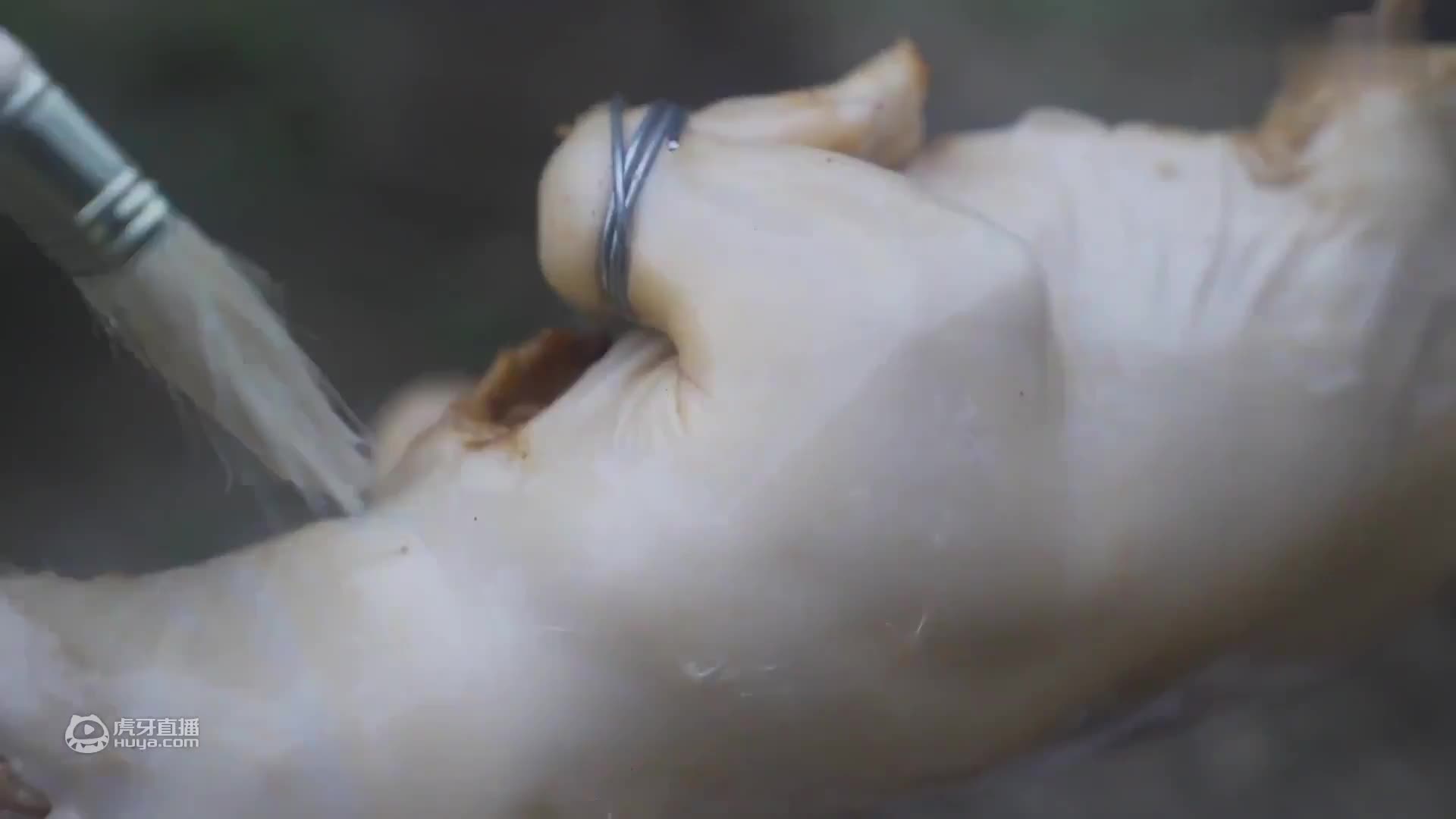 栀子花开，如此可爱