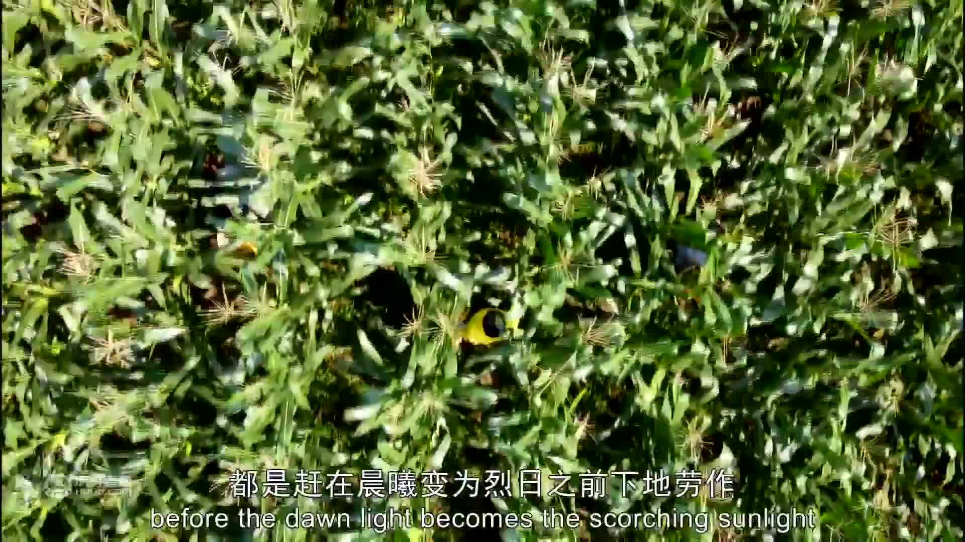 玉米丰收的季节，做莲藕肉丸汤和玉米耙耙.....