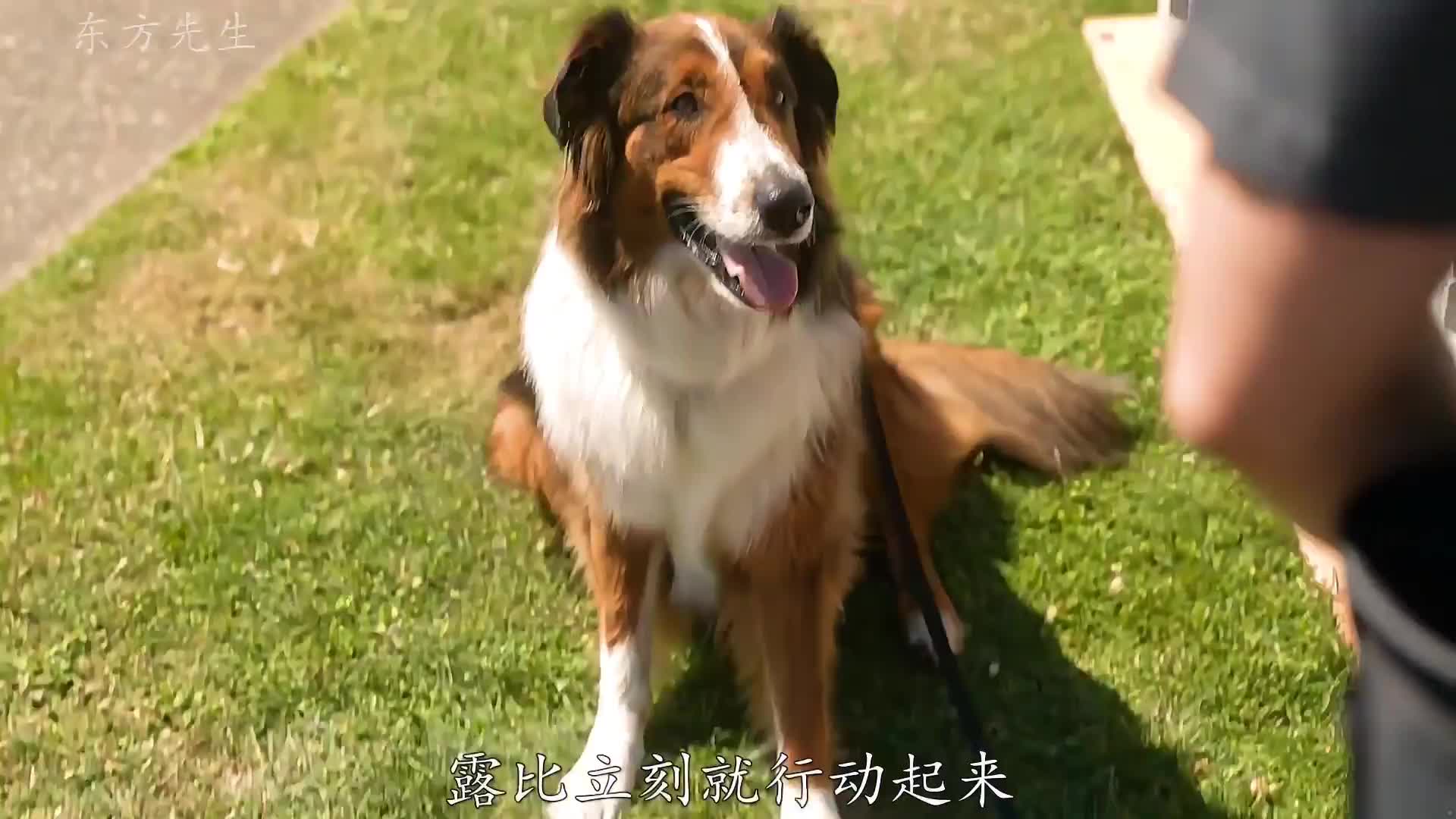 治愈 流浪狗即将被安乐死 万幸遇到对的主人 逆袭蜕变成为了警犬