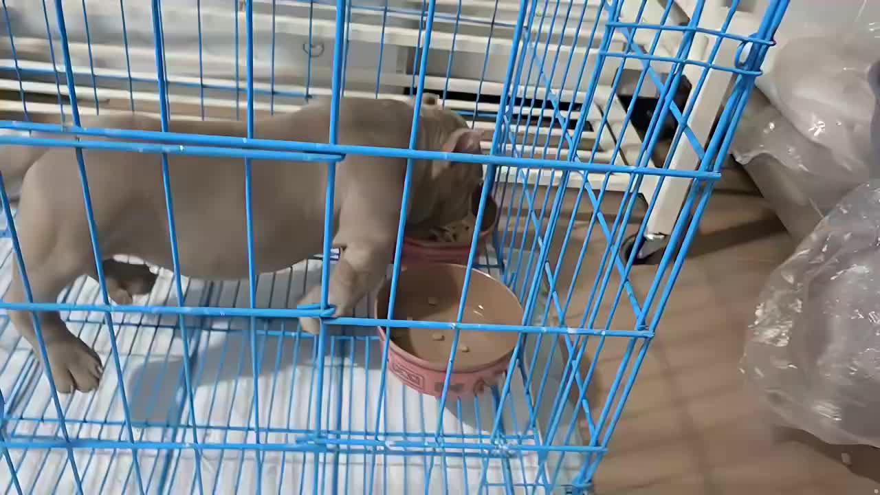 狗场狗粮大作战