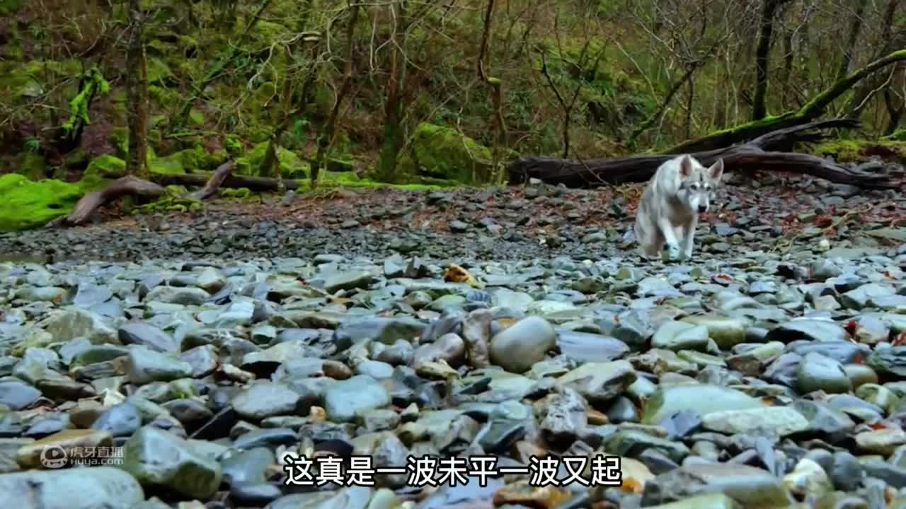 荒野求生：贝爷在爱尔兰用绵羊皮，做成救生圈，成功穿越海峡