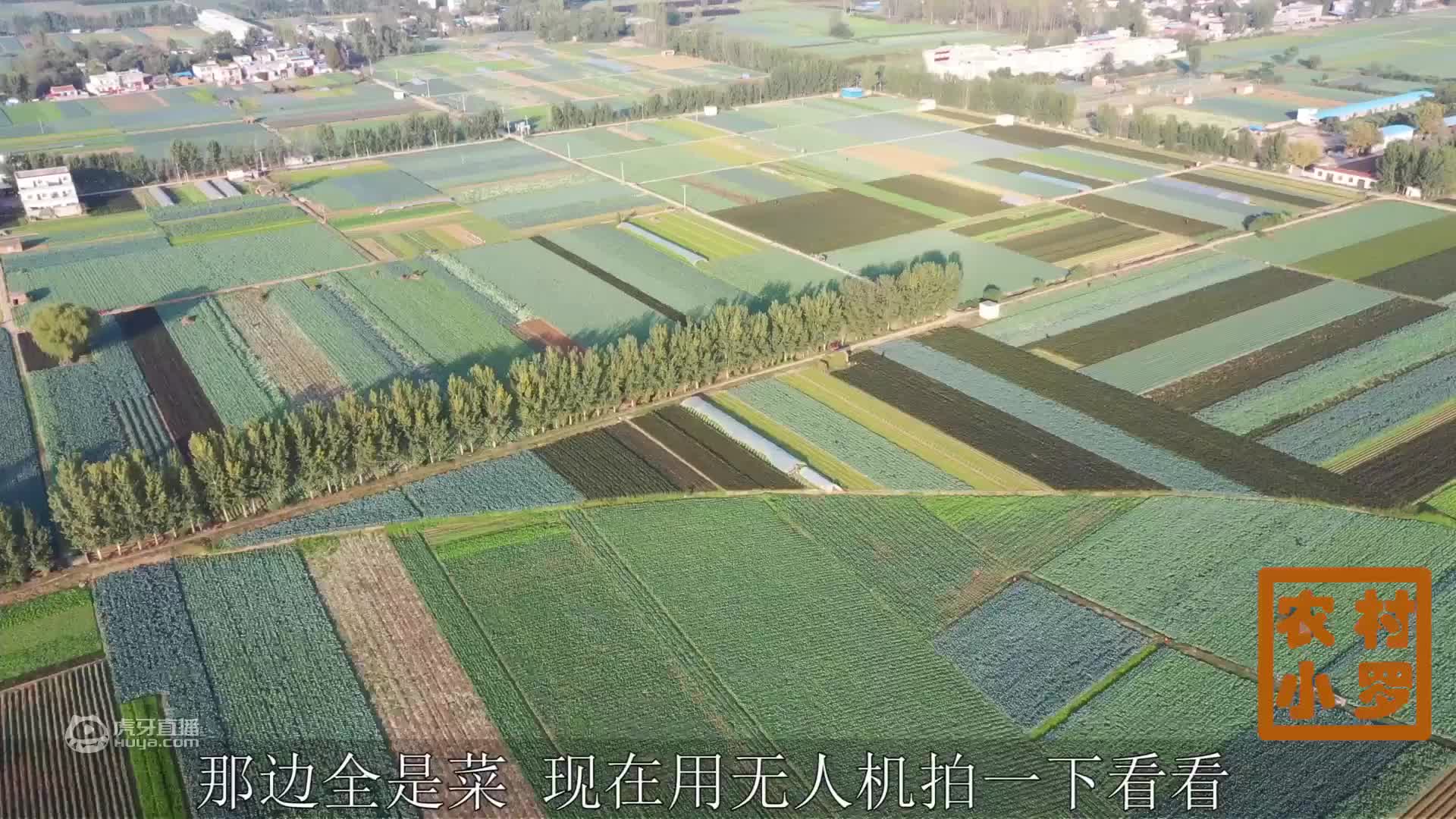 河南南阳：航拍新野蔬菜基地，农民蔬菜大丰收，欢迎菜商来批发