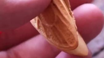 青山烏狼虎牙地方直播_青山烏狼視頻直播 - 虎牙直播