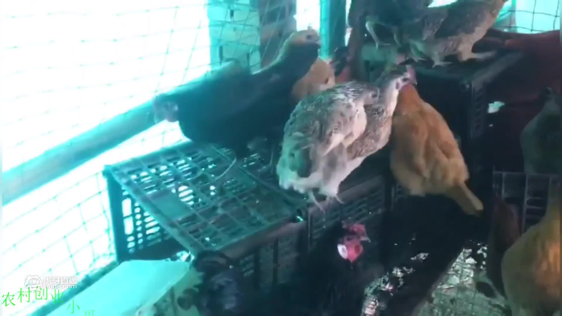 它不仅仅漂亮，肉质口感价值都很不错，还是镇店之宝！