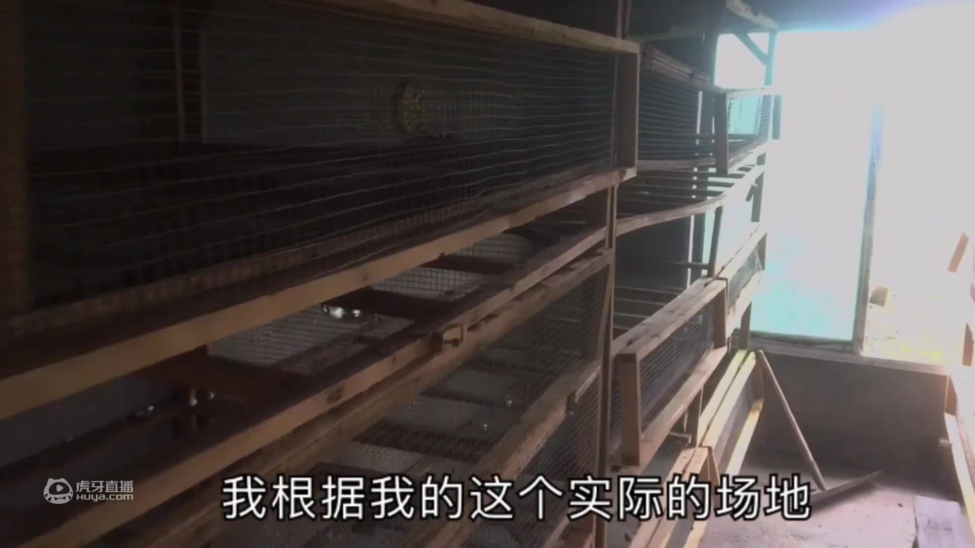 养鸡育苗室，这样设计节省空间又干净，提高幼苗健康度