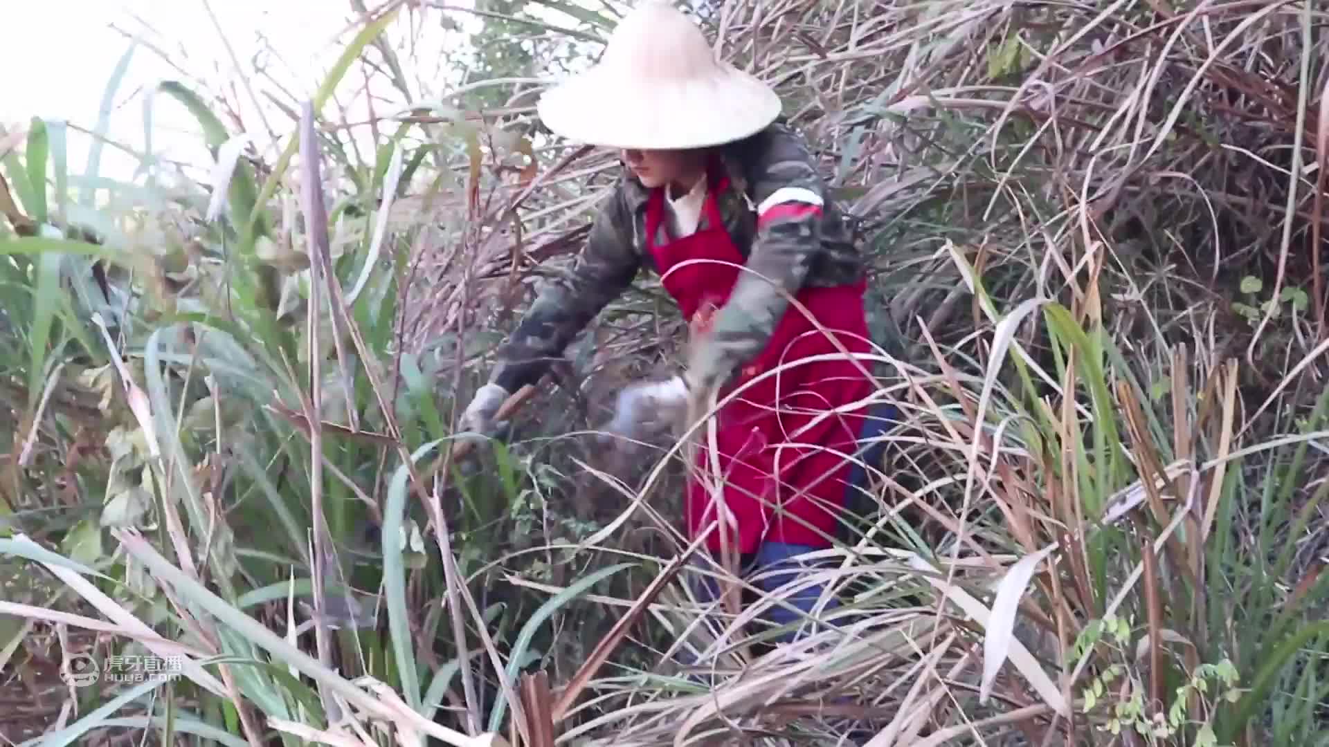 95后农村大脸妹的放牛日常，看看今天做什么