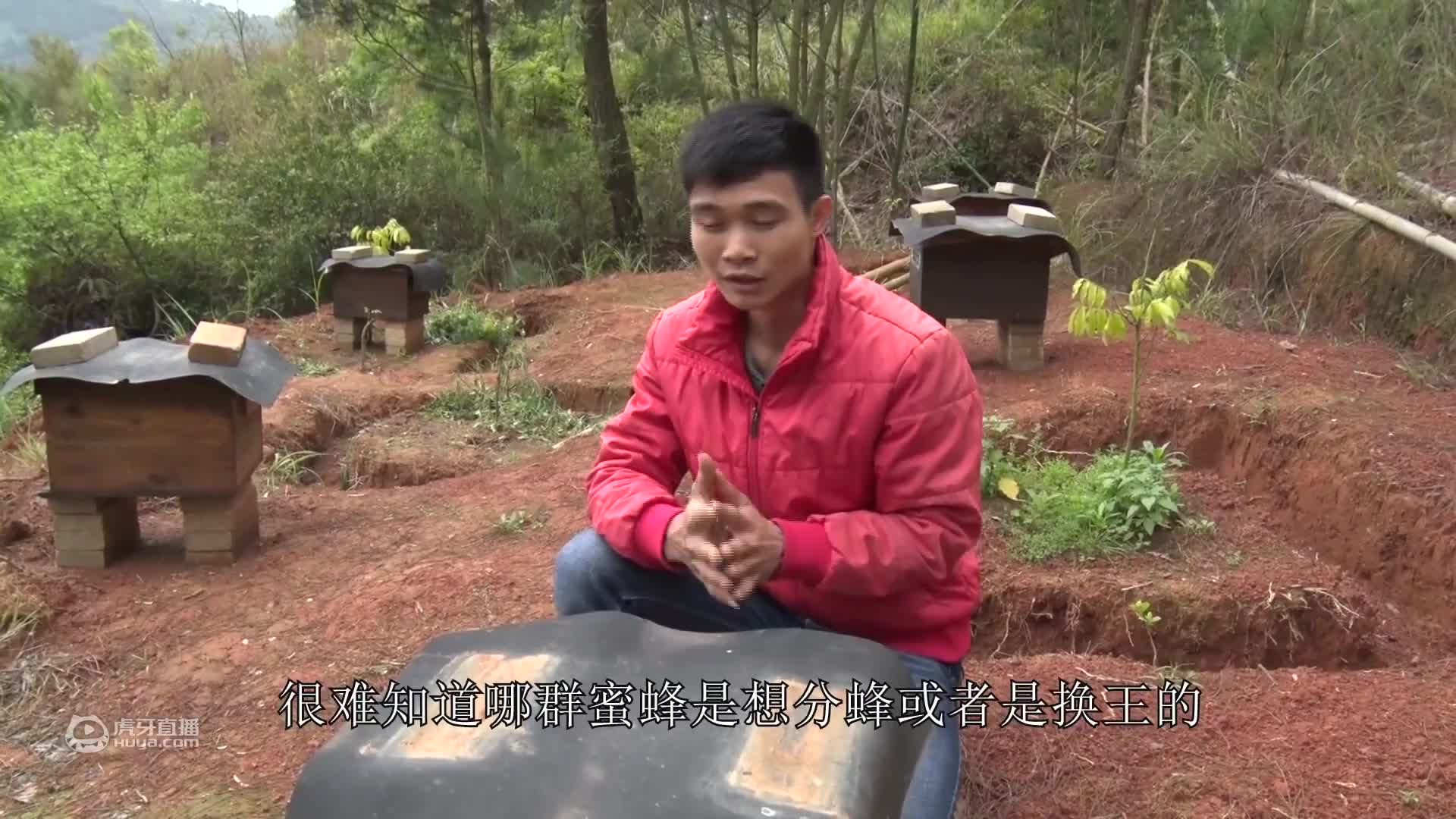 急造王怕不好，人工王蜜蜂难接受，不要怕，养蜂人教你育王新方法