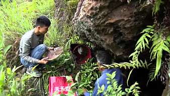 養(yǎng)蜂人新事件虎牙地方直播_養(yǎng)蜂人新事件視頻直播 - 虎牙直播