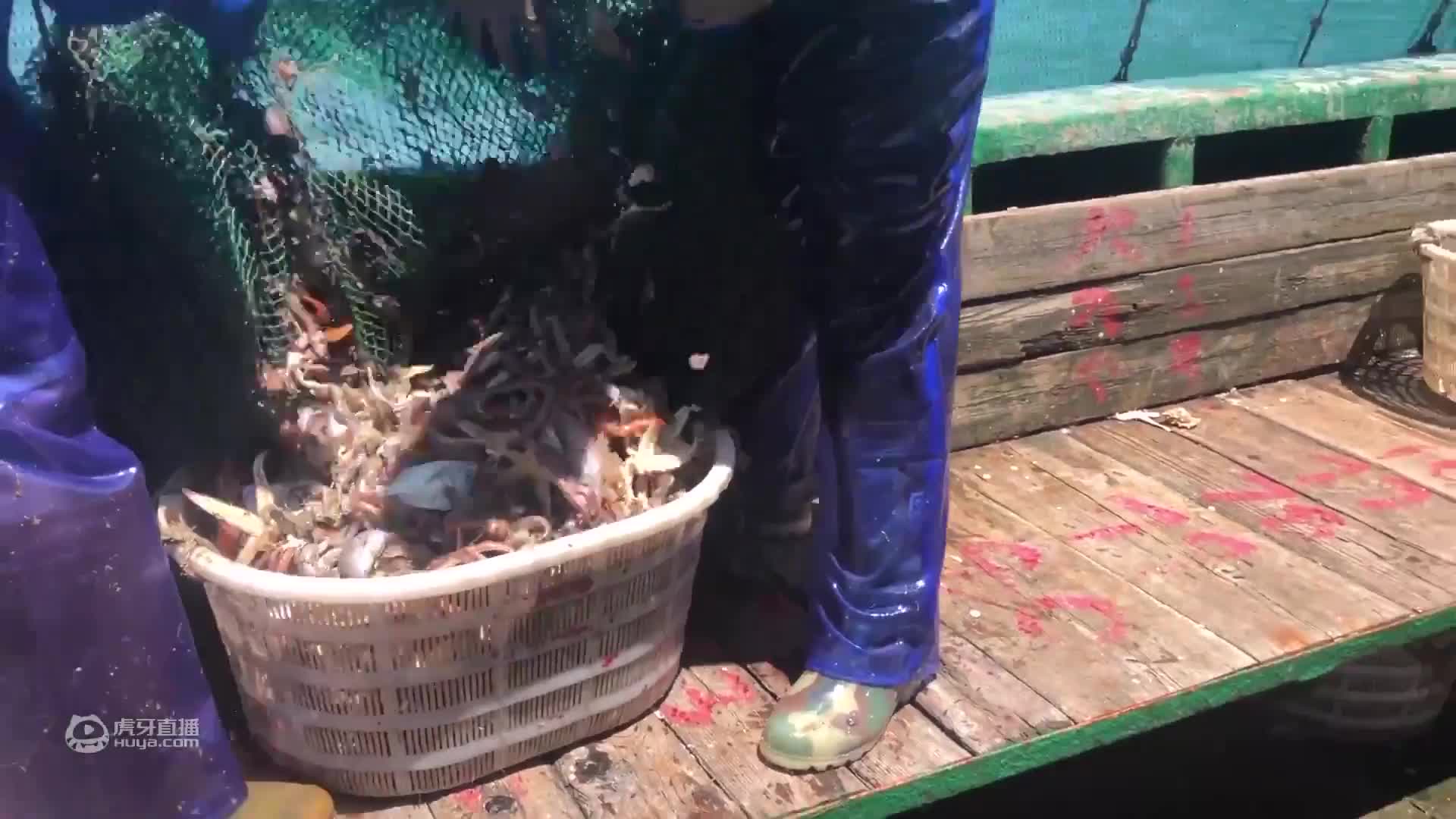 老张抓到两只大蟹王，两只手都拿不过来，据说还是一公一母两蟹王