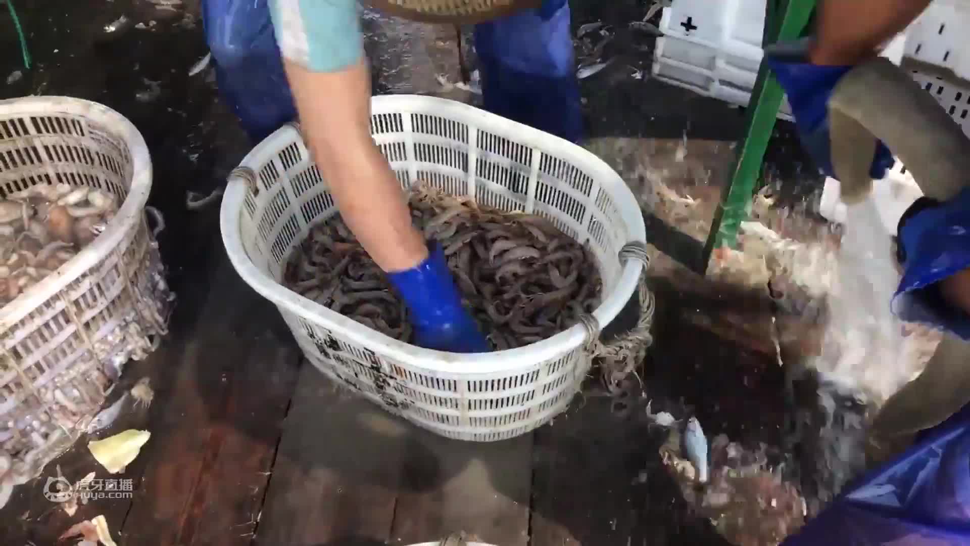 老张抓到两只大蟹王，两只手都拿不过来，据说还是一公一母两蟹王