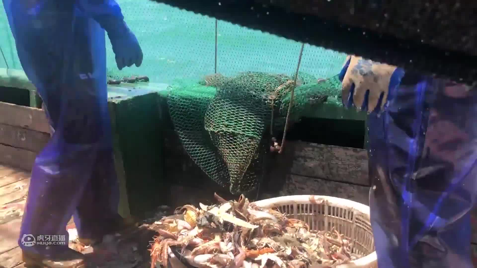 老张抓到两只大蟹王，两只手都拿不过来，据说还是一公一母两蟹王