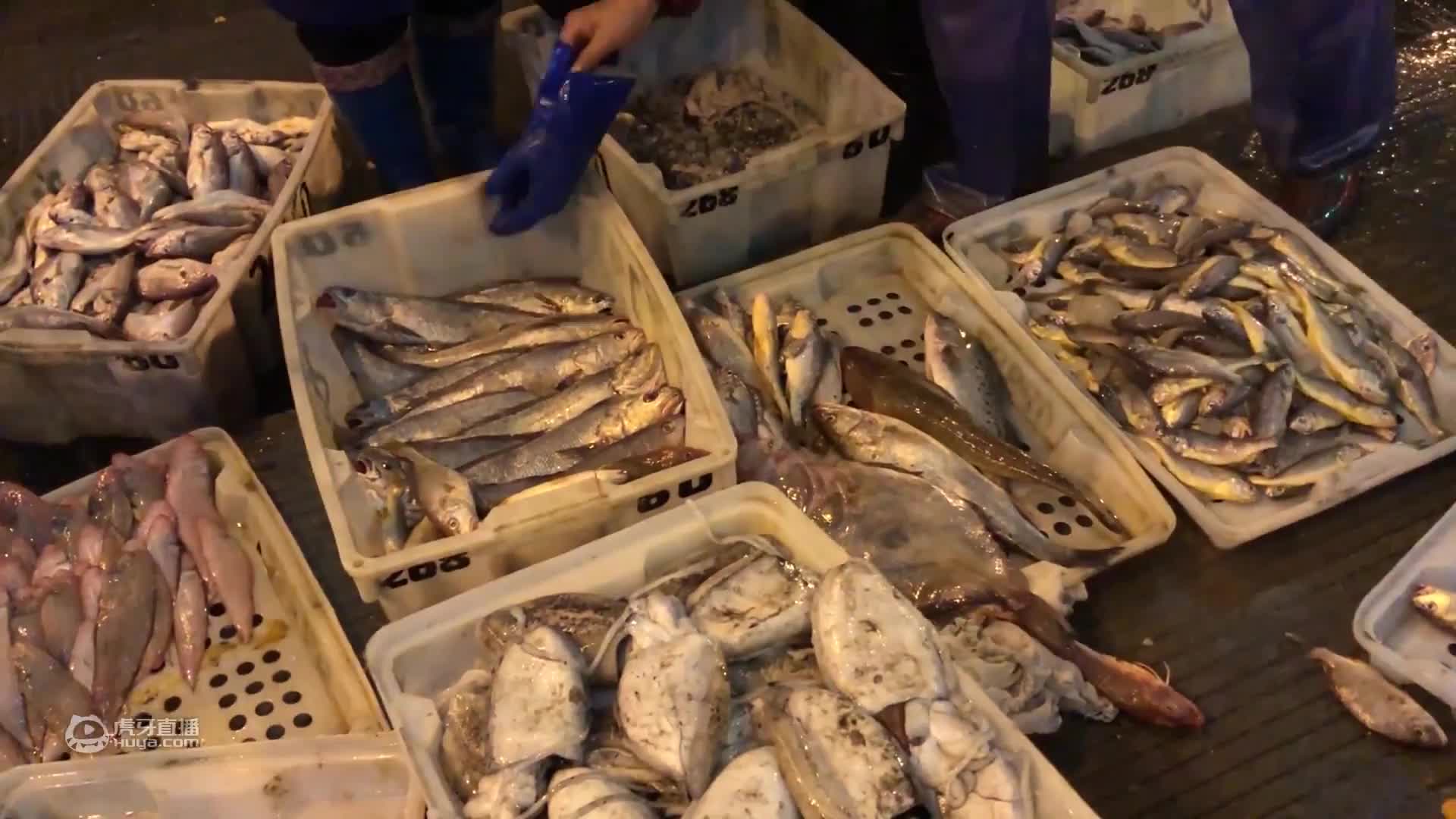 老张抓到两只大蟹王，两只手都拿不过来，据说还是一公一母两蟹王