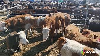 山里小麗虎牙地方直播_山里小麗視頻直播 - 虎牙直播