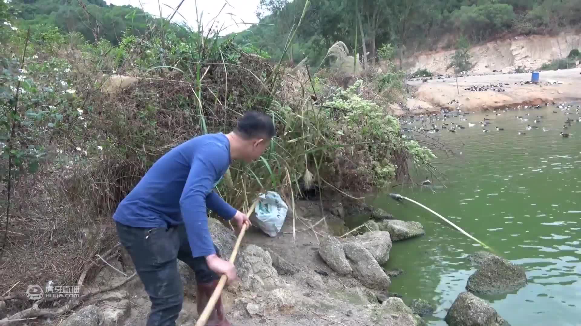 老林养了九个月的鱼因为价格低不肯卖，抓一条称一下看看长多大了