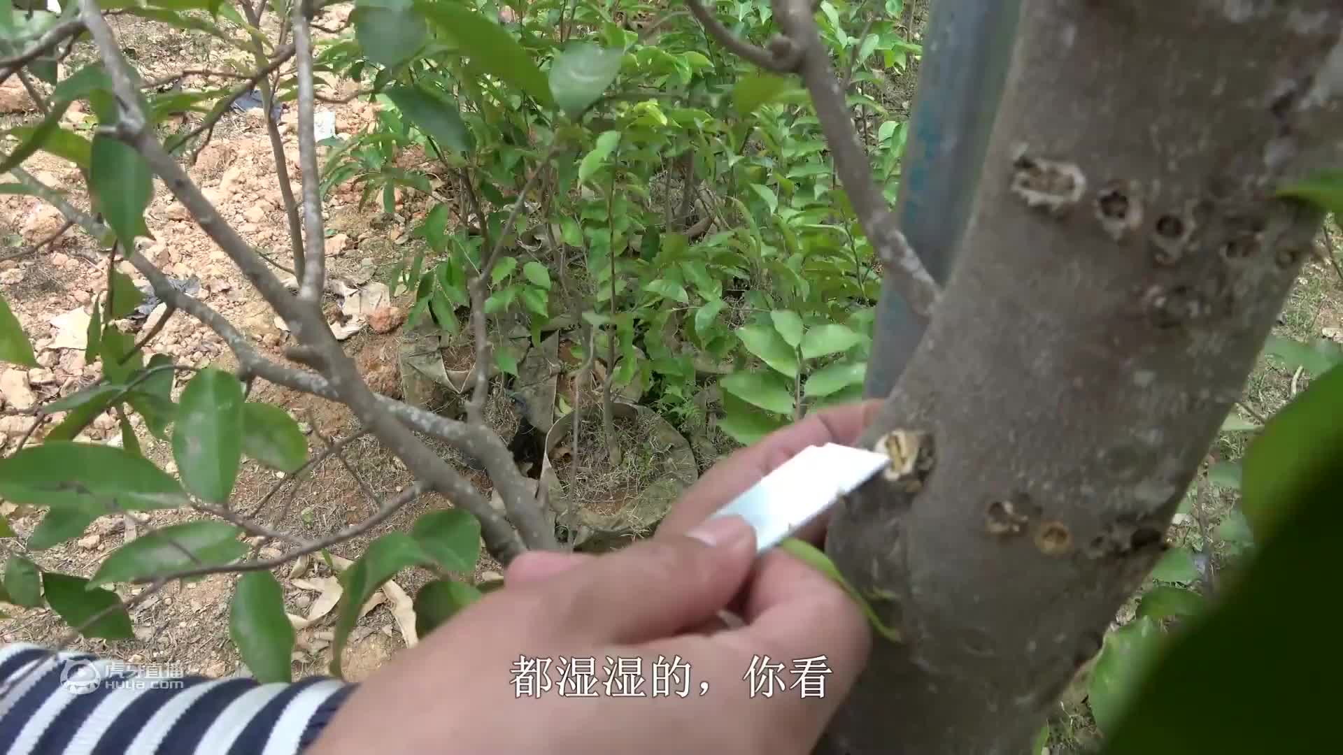 老林去朋友家看沉香奇楠树，看看人工钻孔的奇楠树能不能结香