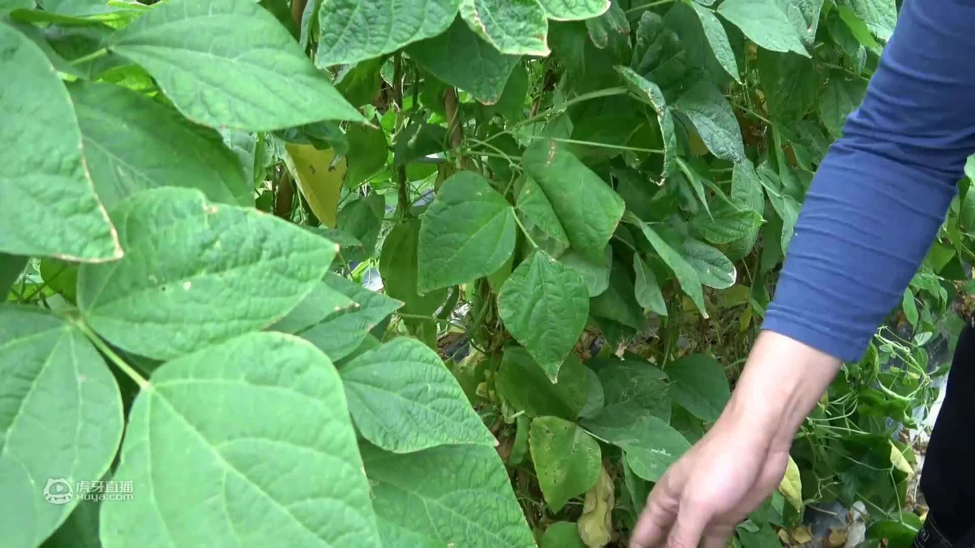 老林家的四季豆刚好赶在高价时采摘，300多斤豆卖了1500元