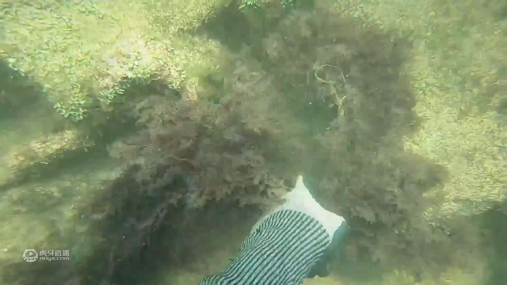 牛人赶海，无氧深潜海底伏击铁甲巨鲳！浮潜横渡2500米爆打鱼群！