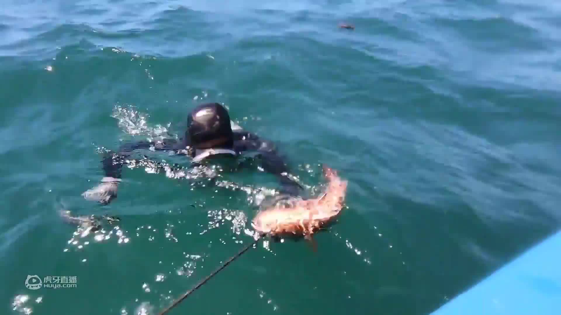 牛人赶海，无氧深潜海底伏击铁甲巨鲳！浮潜横渡2500米爆打鱼群！
