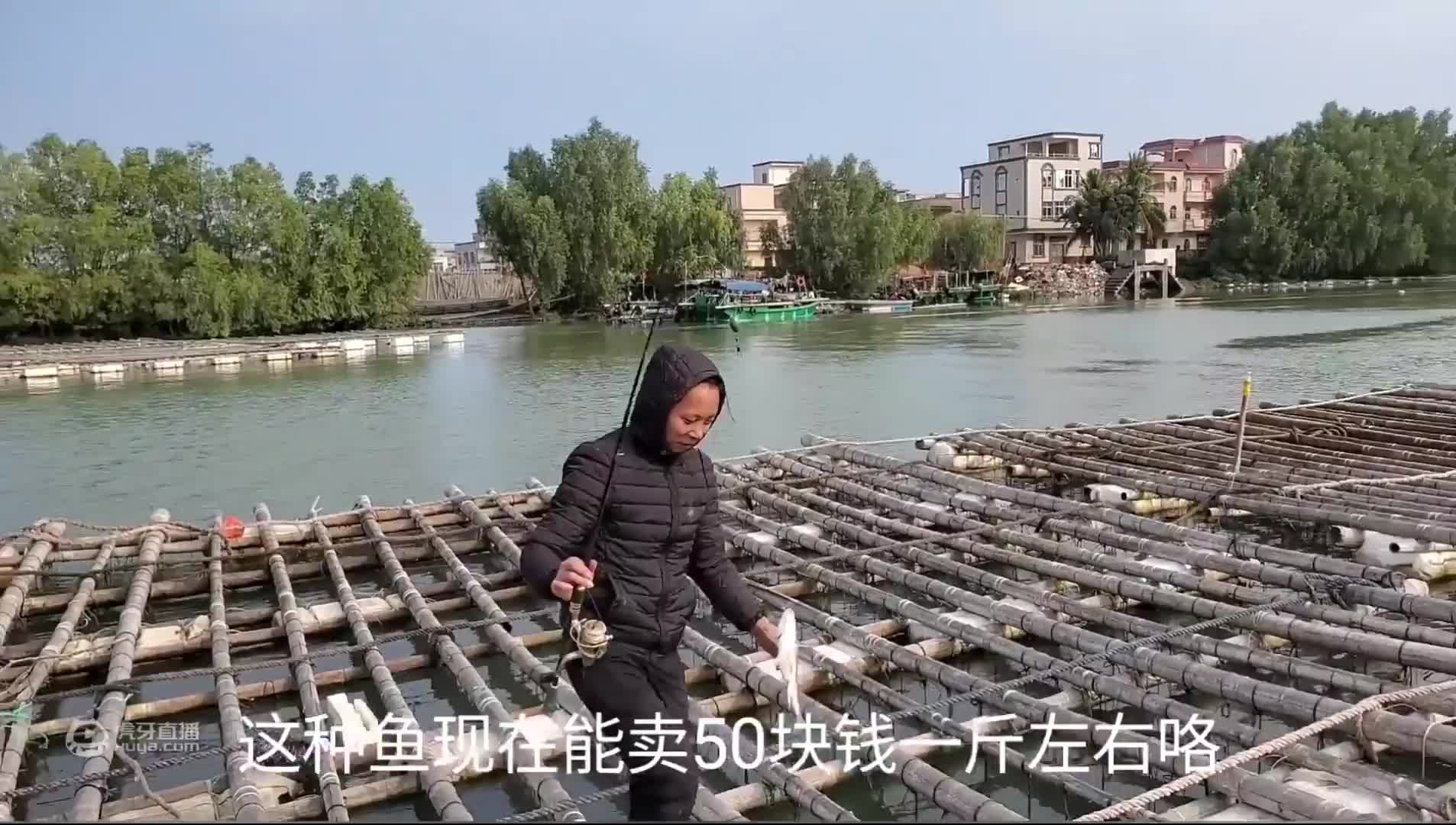 这种鱼让渔民闻风丧胆，抓到也要放了，听说毒死过人