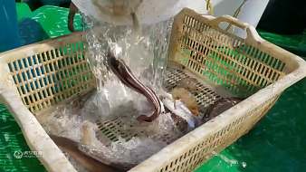 通明漁港SKY光遇直播_通明漁港視頻直播 - 虎牙直播