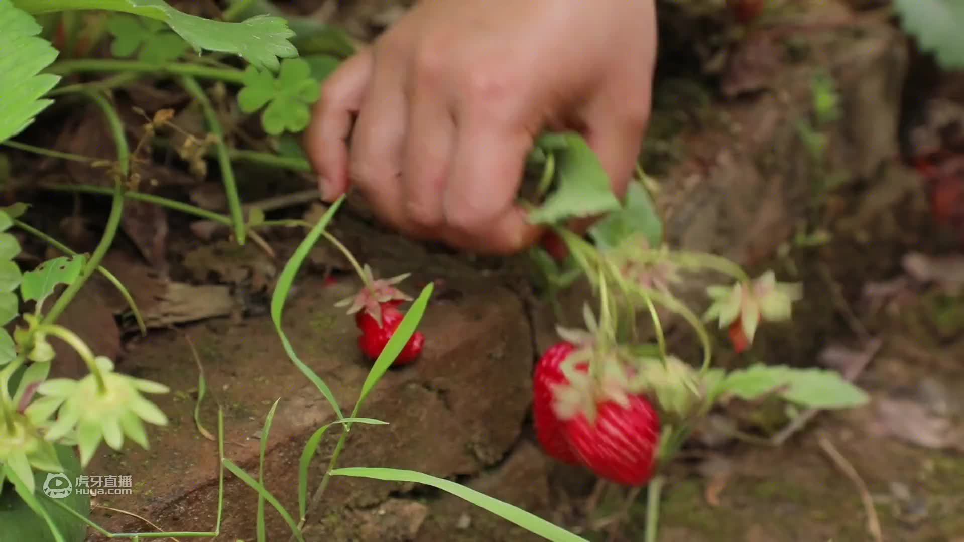 地里的草莓又红又大，做成美味的甜品——草莓布丁