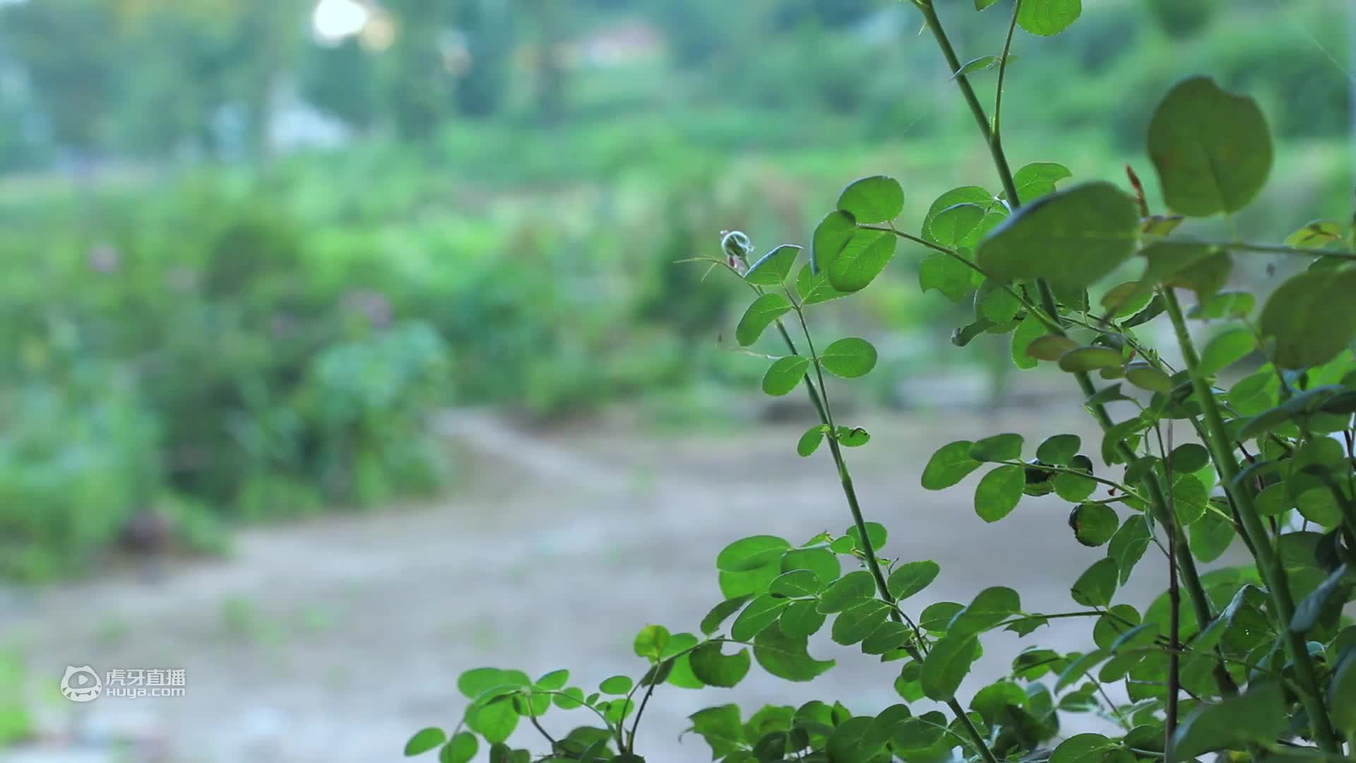 闻着花香味，在悬崖边找了美味的食材