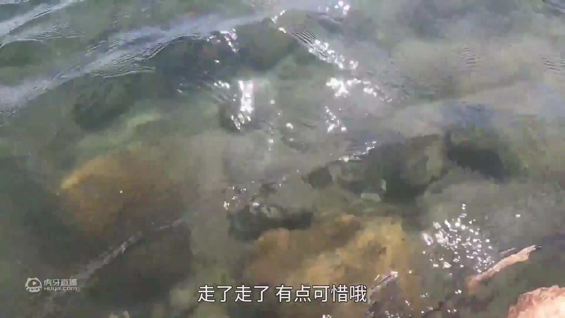阿彬放钩捕到罕见货，冲起来跟“导弹”一样，一年都难得抓到一次