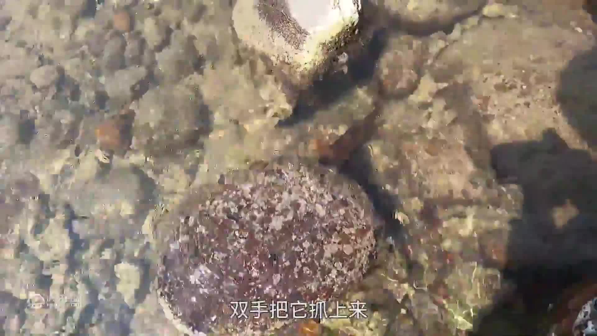 阿彬放钩捕到罕见货，冲起来跟“导弹”一样，一年都难得抓到一次
