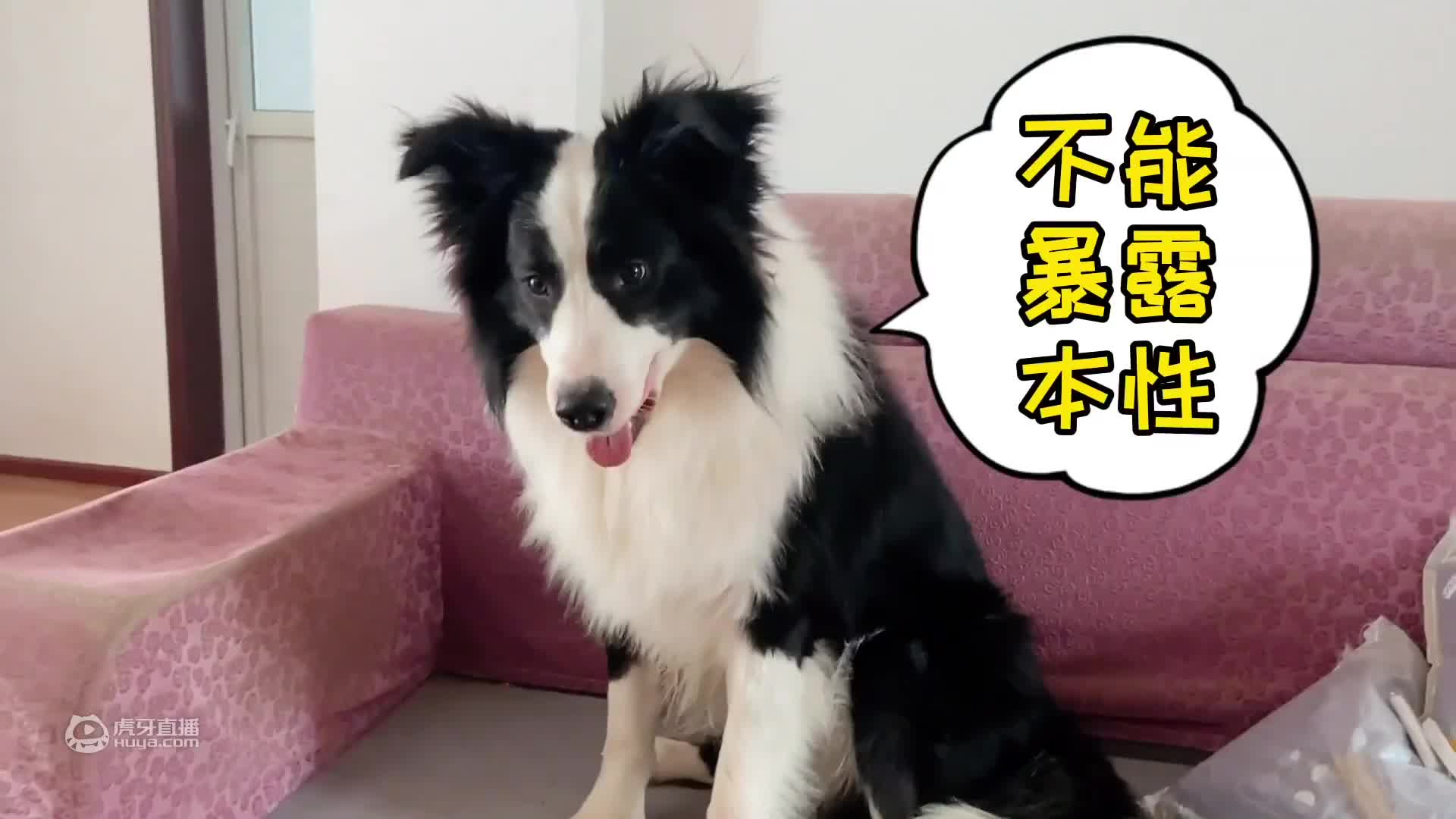 新年快乐，主人给狗狗拜年，没想到狗狗连门都不让主人进？