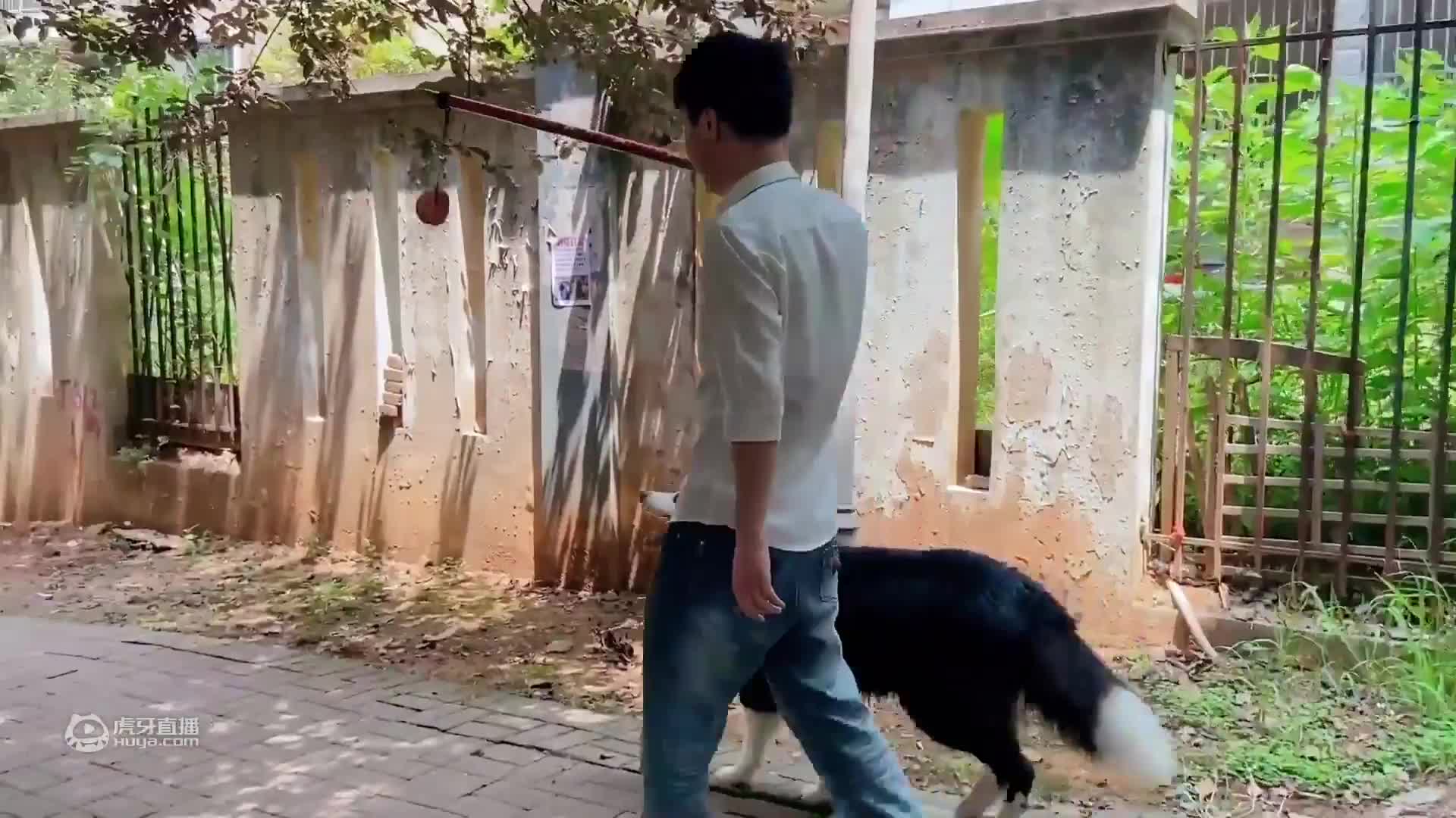 主人故意把排骨放在狗狗嘴边，让它吃不着，狗狗表示：我好气！