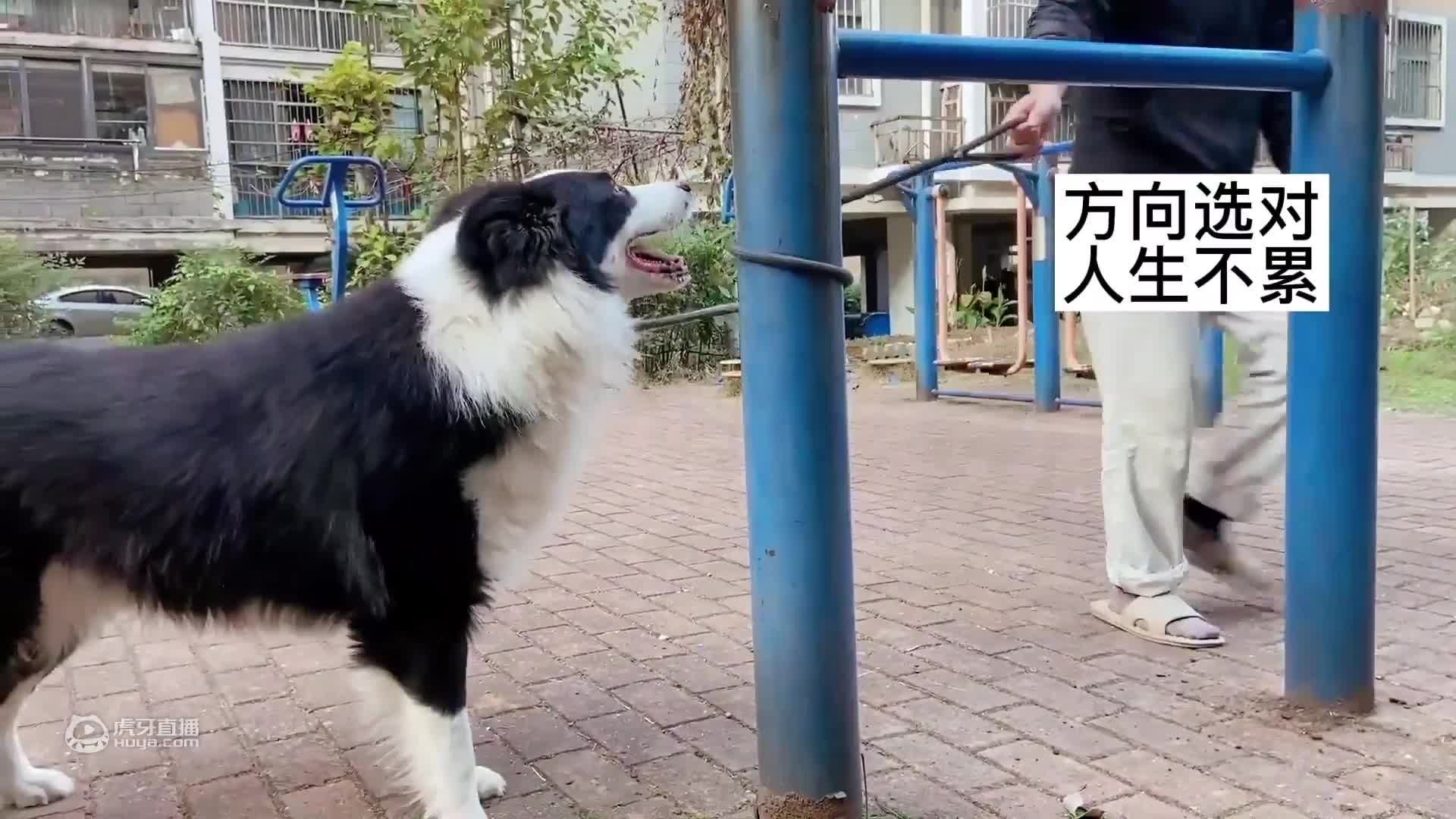 当狗狗看完铲屎官给自己画的头像，表示要血泪控诉，这是什么鬼